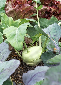 Gemüsegarten, turnip cabbage