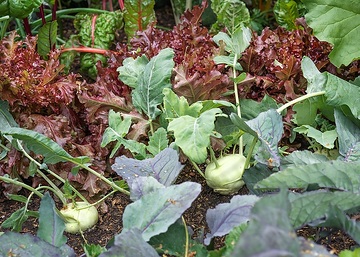 Gemüsegarten, turnip cabbage