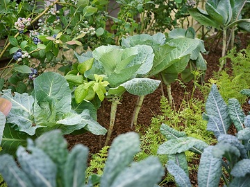 Brassica oleracea var. acephala, Daucus carota, Gemüsegarten, oxheart cabbage, vegetables mix