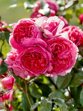 Rosa (Genus)