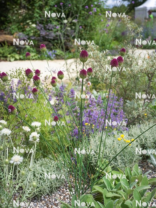 N1007793 Drought resistant garden with Allium sphaerocephalon