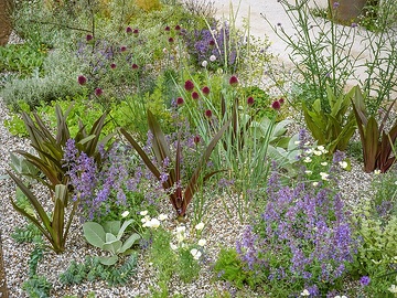 Allium sphaerocephalon, Drought tolerant garden, Eschscholzia californica, Eucomis comosa, Nepeta x faassenii, Sedum (Genus), Senecio (Genus)