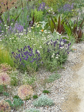 Allium sphaerocephalon, Drought tolerant garden, Eucomis comosa, Nepeta x faassenii, St. Mary's Thistle, Stipa tenuissima