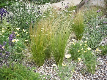 Drought tolerant garden, Eschscholzia californica, Morina longifolia, St. Mary's Thistle, Stipa tenuissima