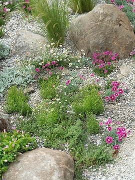 Drought tolerant garden, Gilly Flower, Santa Barbara Daisy, Stipa tenuissima