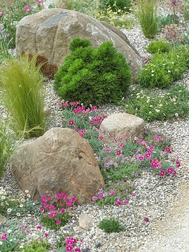 Drought tolerant garden, Gilly Flower, Pinus mugo, Santa Barbara Daisy, Stipa tenuissima