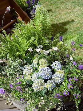 Achillea millefolium, Hydrangea macrophylla, Nephrolepis (Genus), pincushions (Genus), Polemonium reptans, Santa Barbara Daisy, Scaevola aemula