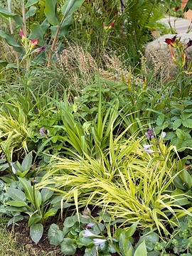 Fragaria vesca, Hemerocallis (Genus), Hosta (Genus), Japanese Forest Grass, lady's mantle