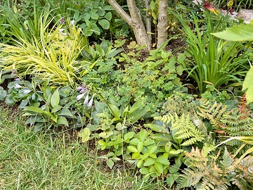 Fragaria vesca, Hosta (Genus), Japanese Forest Grass, lady's mantle