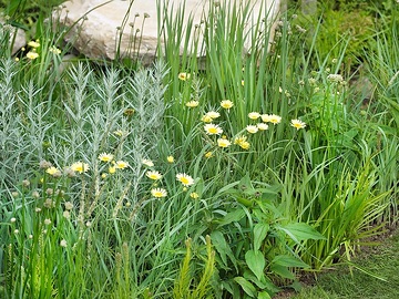 Allium (Genus), Artemisia ludoviciana, Panicum virgatum, perennials bed, Yellow Chamomile