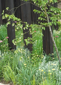 Allium (Genus), Artemisia ludoviciana, Echinacea purpurea, Ostrya carpinifolia, Panicum virgatum, perennials bed, Yellow Chamomile