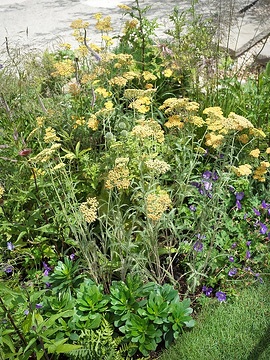 Achillea millefolium, Deschampsia cespitosa, Echinacea pallida, Geranium (Genus), Globe thistle (Genus), perennials bed, Pinus strobus