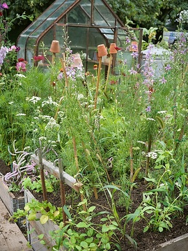 Achillea millefolium, Ammi majus, annuals mix, Cosmos bipinnatus, Delphinium consolida, flower bed, Garden tools, glas house, Tontöpfe
