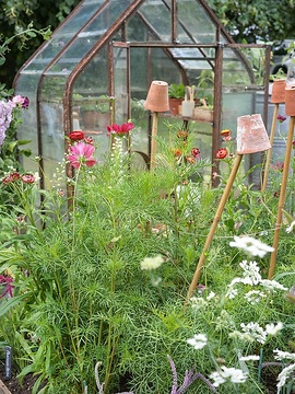 Ammi majus, annuals mix, Cosmos bipinnatus, flower bed, Garden tools, glas house, Tontöpfe