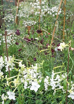Ammi majus, Antirrhinum majus, Blumenbeet, Centaurea cyanus, Einjährige Pflanzen Mischung, Glashaus, Nicotiana alata, Tontöpfe