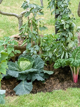 Brassica oleracea var. sabauda, Soya Bean, Swiss Chard, vegetables bed