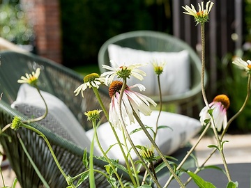 Echinacea pallida, Echinacea purpurea, Erholung, Gartenmöbel, Stimmung, Terrasse, Terrassengarten