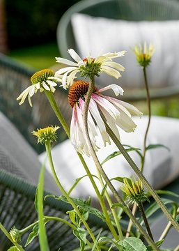 Echinacea pallida, Echinacea purpurea, Erholung, Gartenmöbel, Nahaufnahme, Stimmung, Terrasse, Terrassengarten