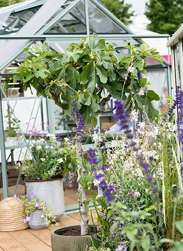Ficus carica, Gaura lindheimeri, Glashaus, Salvia nemorosa