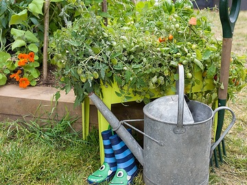 Gießkanne, Rubber boots, Solanum lycopersicum