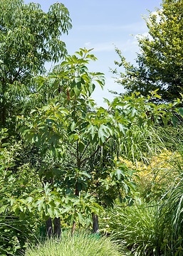 Sassafras albidum, silvergrass (Genus)