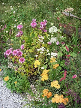 Achillea millefolium, Ammi majus, catnip (Genus), Deschampsia cespitosa, Fennel, Monarda didyma, sage (Genus)
