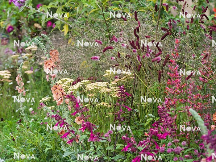 N0936441 Perennial border in pink and yellow color tones