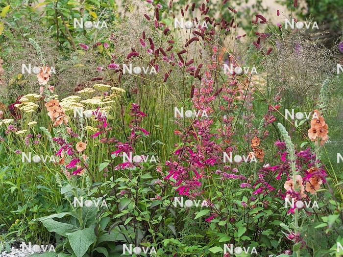 N0936442 Perennial border in pink and yellow color tones