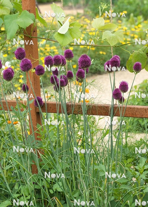 N1928811 Plant border with Allium sphaerocephalon