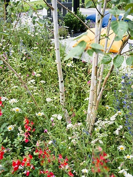 Achillea millefolium, Betula pendula, Blick auf die Terrasse, Echium (Genus), Leucanthemum x superbum, Perennial garden, Red Campion, sage (Genus), terrace, Terrassengarten