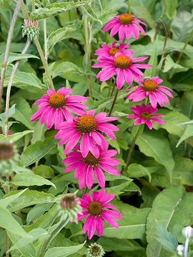 Bienennährpflanze, Echinacea purpurea, Schmetterlingnährpflanze
