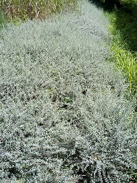 Salix repens var. nitida
