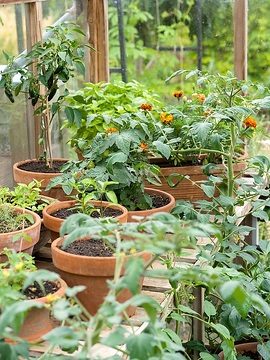 Capsicum annuum, glas house, Solanum lycopersicum, Tagetes erecta, Tontöpfe