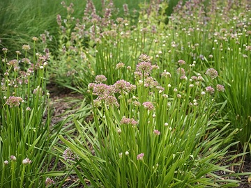 Allium (Genus)