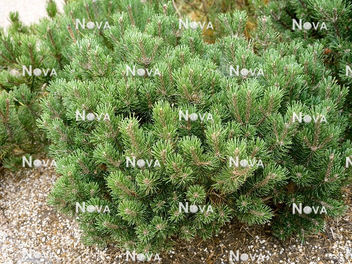 N0503550 Pinus Mops