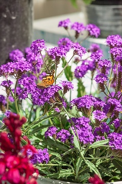 Butterfly, Verbena rigida