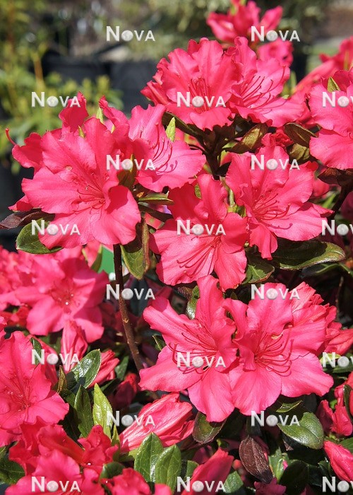 N1928832 Rhododendron Girards Rose
