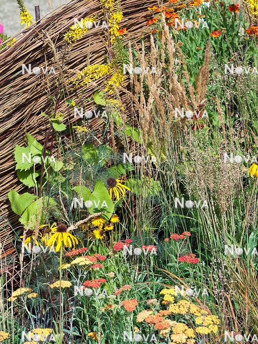 N0936696 Perennial mix with ornamental grasses