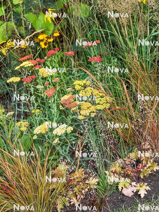 N0936698 Perennial mix with ornamental grasses