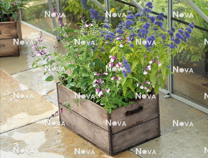 N1007968 Plant mix in wooden crate