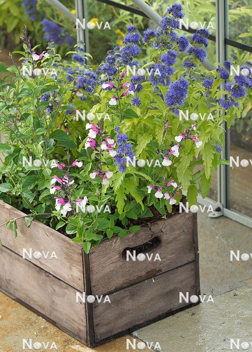 N1007969 Plant mix in wooden crate