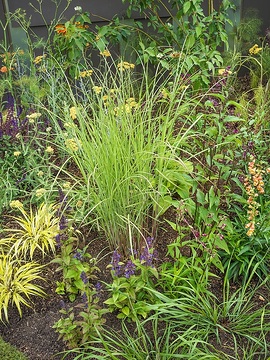 Achillea millefolium, Chinese Silver Grass, Japanese Forest Grass, silvergrass (Genus), Woodland Sage